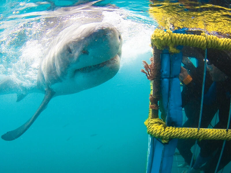 Shark Cage Diving