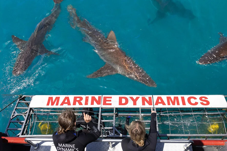 Shark Cage Diving mit Marine Dynamics — Ansicht 1
