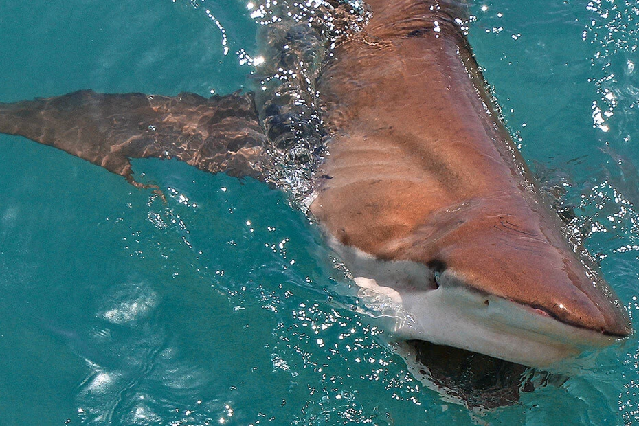 Shark Cage Diving mit Marine Dynamics — Ansicht 2