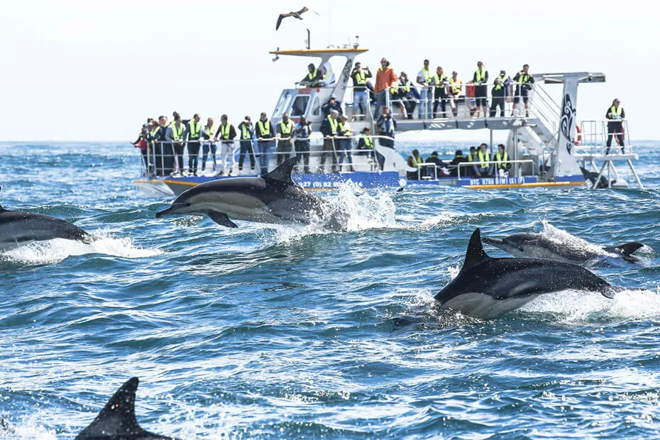 Whale watching with Marine Dynamics — view 2